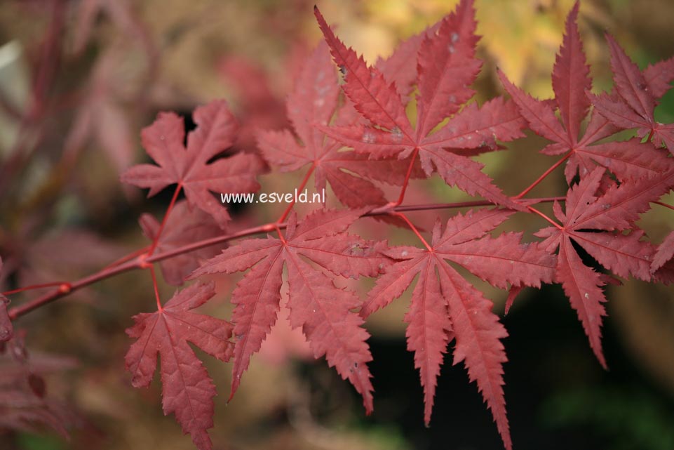 Acer palmatum 'Harold Seedling'