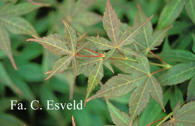 Acer palmatum 'Hatsu-shigure'