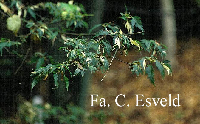Acer palmatum 'Hazeroino'