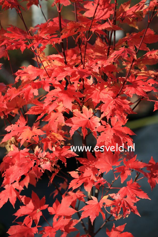 Acer palmatum 'Herbstfeuer'