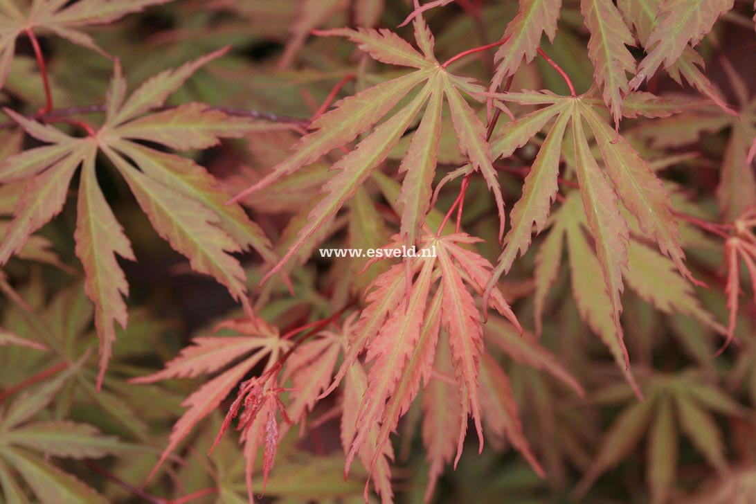 Acer palmatum 'Hida-hanabi'