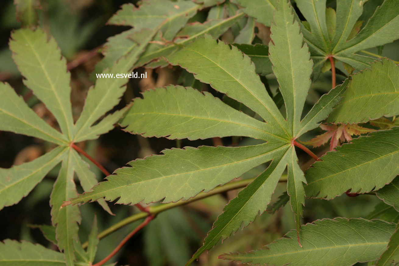 Acer palmatum 'Hime-chidori'