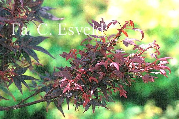 Acer palmatum 'Hime-shojoh'