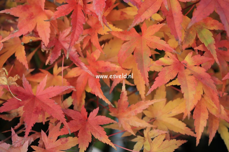 Acer palmatum 'Hino-tori-nishiki'