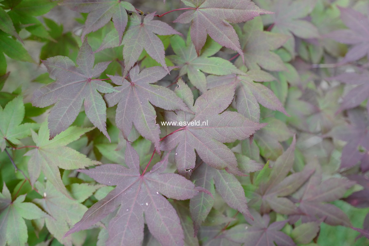 Acer palmatum 'Hiyugha-yama'