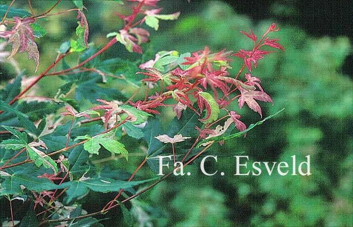 Acer palmatum 'Honoo'