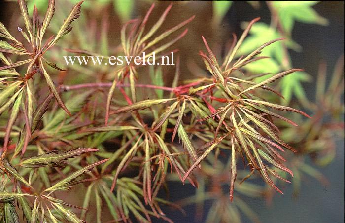 Acer palmatum 'Hosoba-koshimino'
