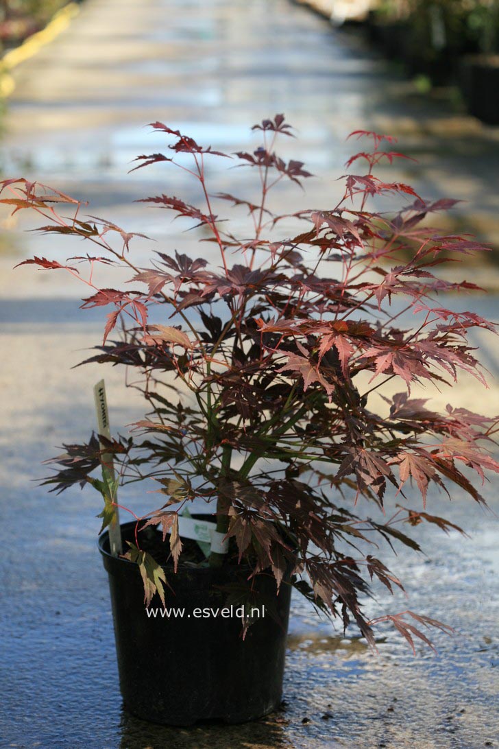 Acer palmatum 'Hyohtei'