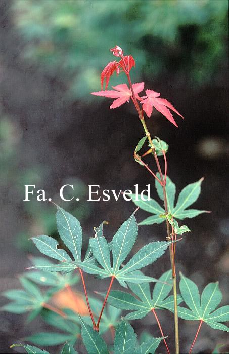 Acer palmatum 'Ide-no-sato'