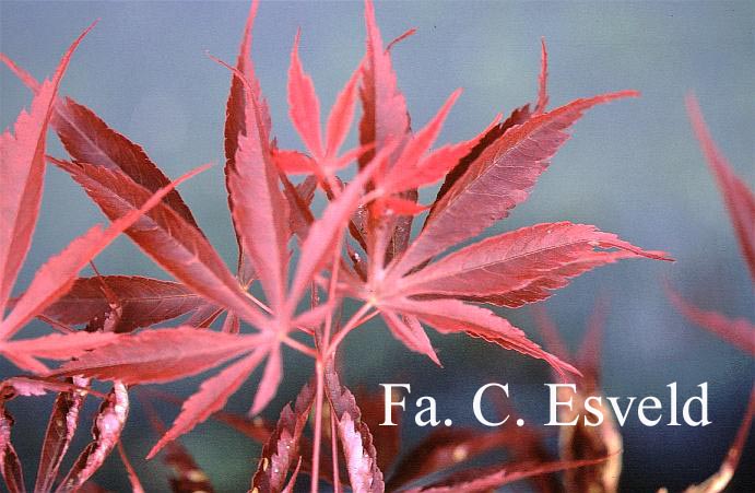Acer palmatum 'Ikoma'