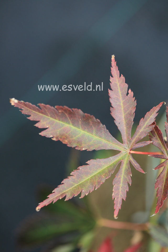 Acer palmatum 'Immoyama'