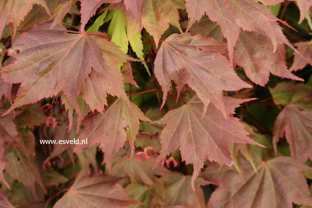 Acer palmatum 'In The Pink'