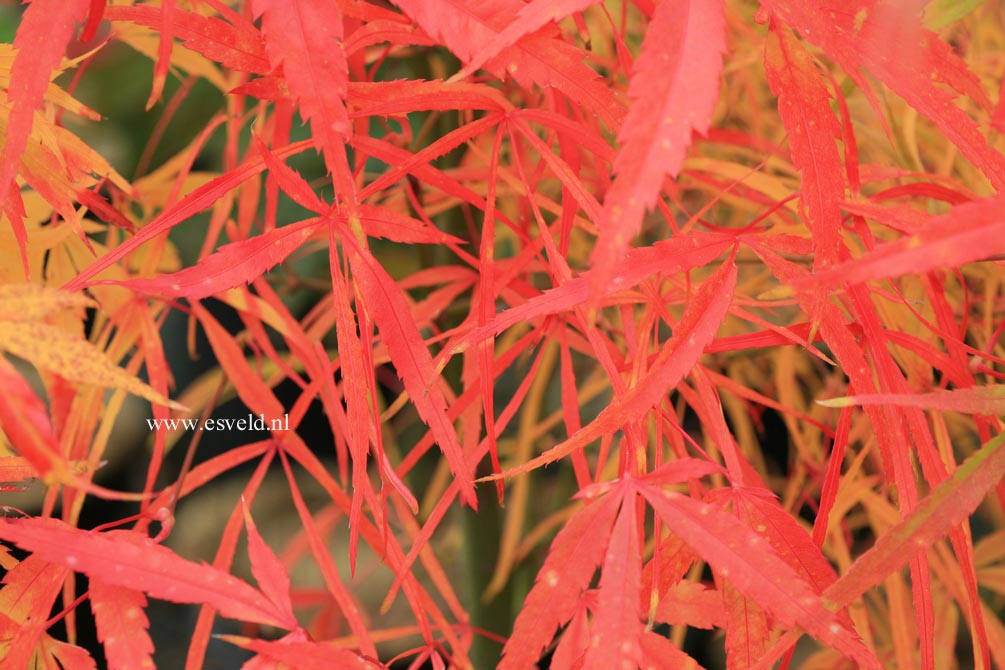 Acer palmatum 'Iso-shibuki'
