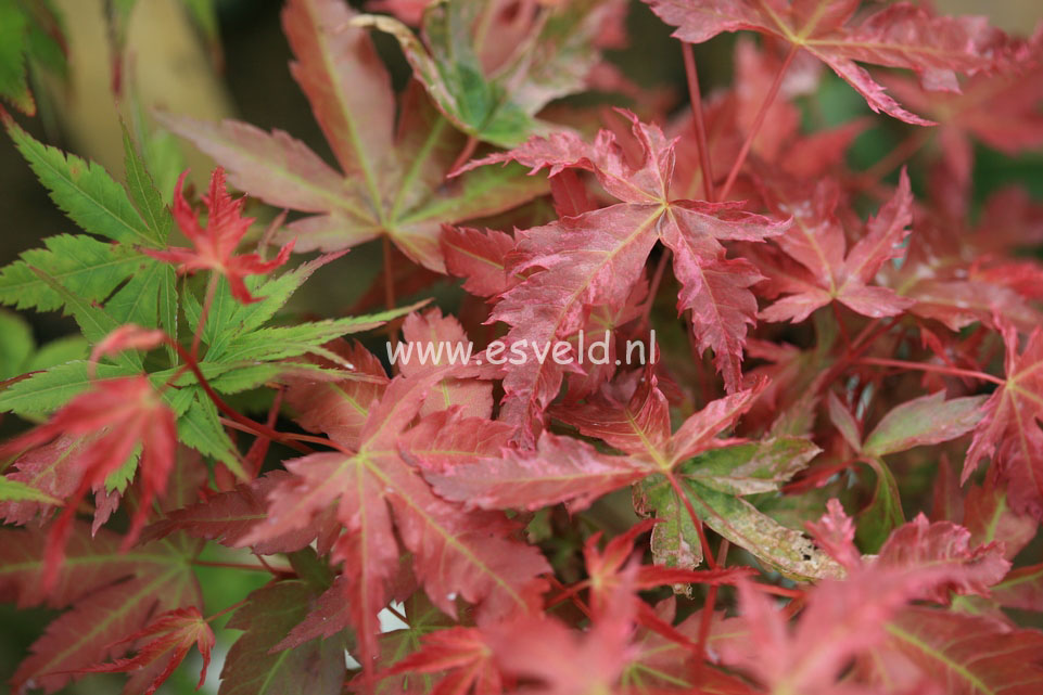 Acer palmatum 'Isobel'