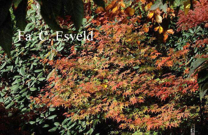 Acer palmatum 'Jane'