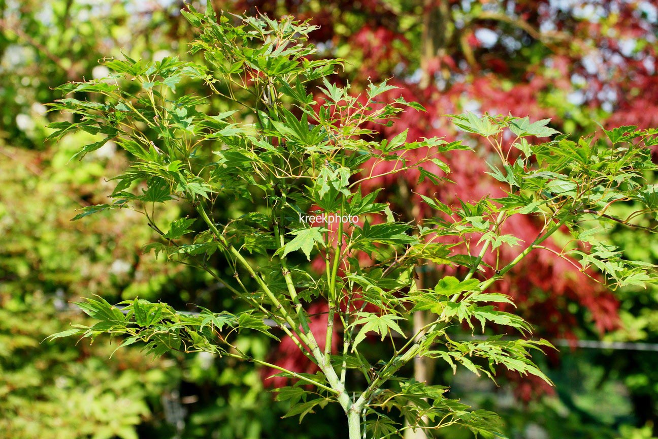 Acer palmatum 'Jeff's Green Seedling'