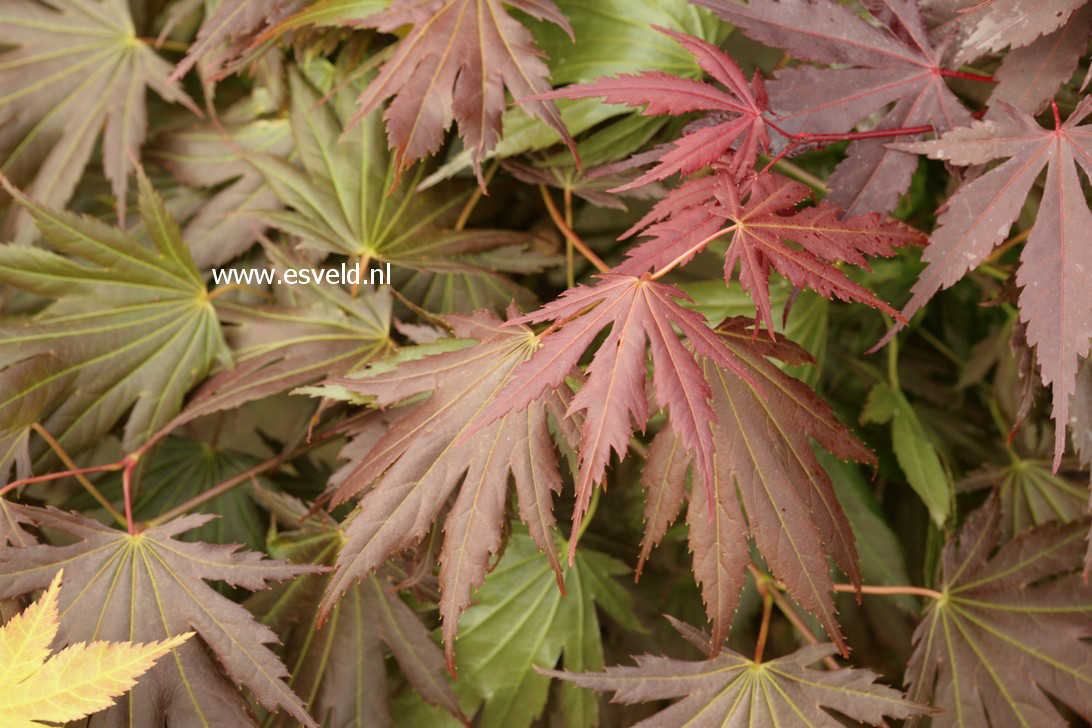Acer palmatum 'Johin'
