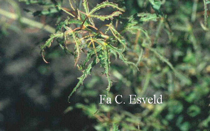 Acer palmatum 'Kaba'
