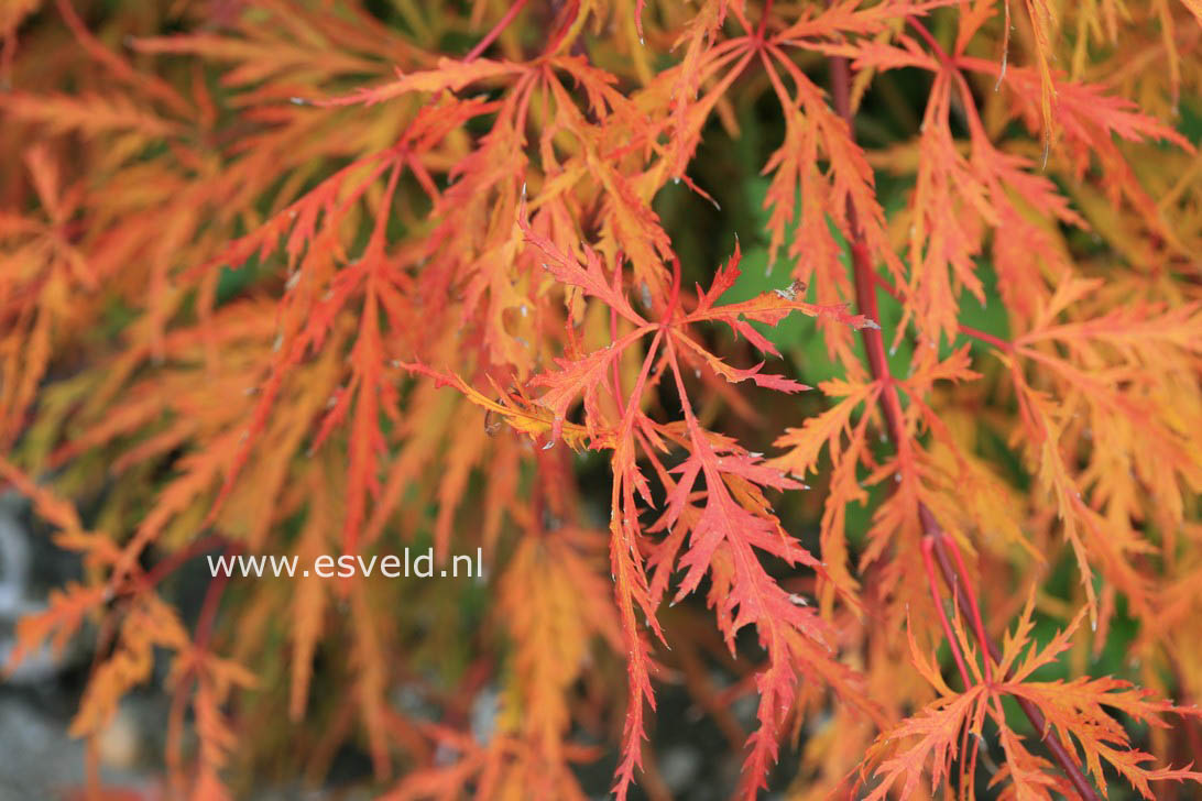 Acer palmatum 'Kaga-sudare'