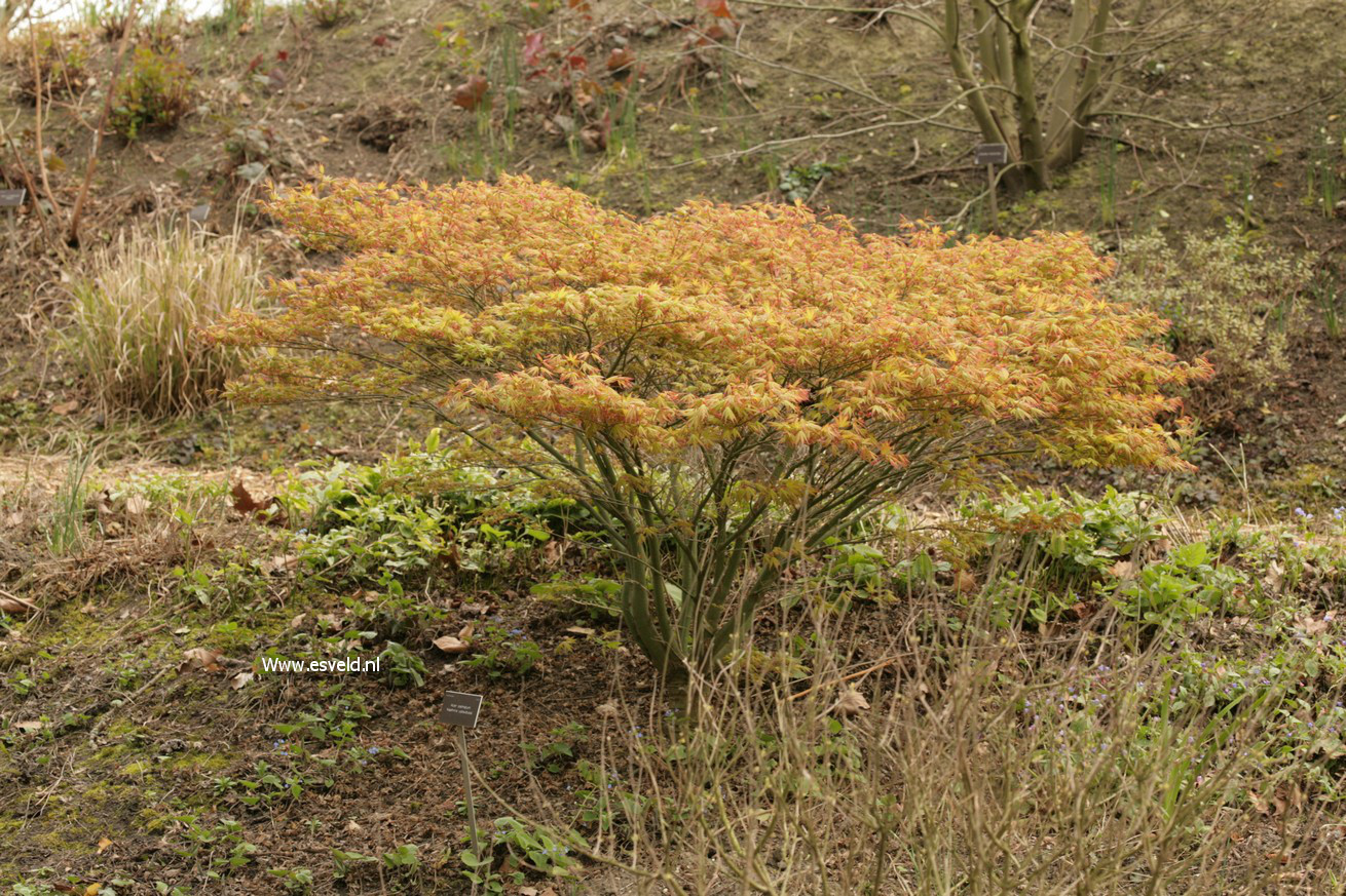 Acer palmatum 'Kashima-yatsubusa'