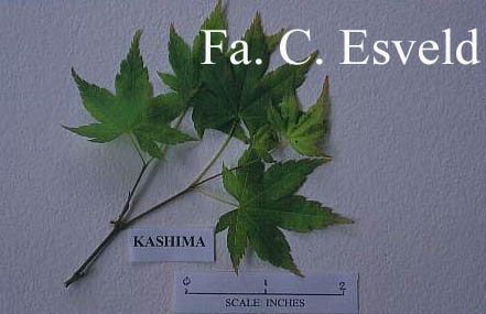 Acer palmatum 'Kashima'