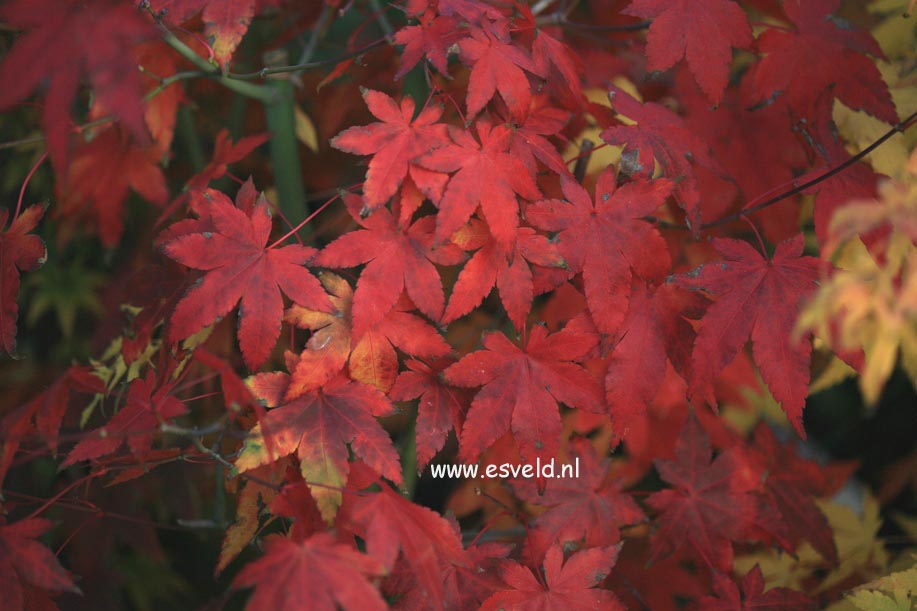 Acer palmatum 'Katja'