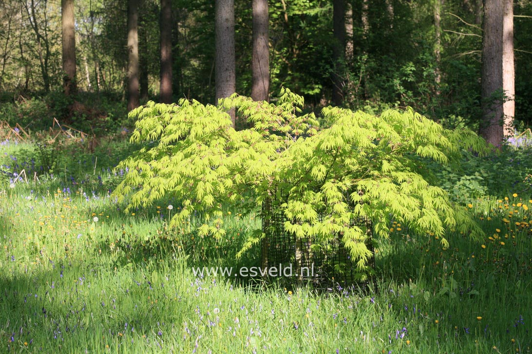 Acer palmatum 'Killarney'