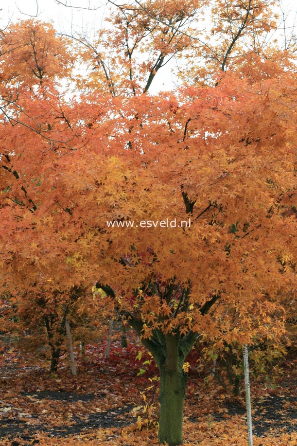 Acer palmatum 'Ko-shibori-nishiki'