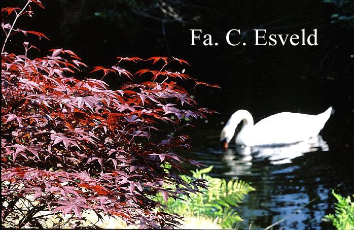 Acer palmatum 'Koba-shohjoh'