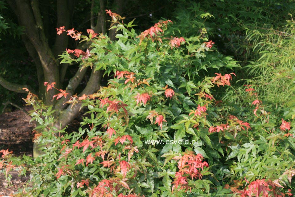 Acer palmatum 'Kogane-saka-e'