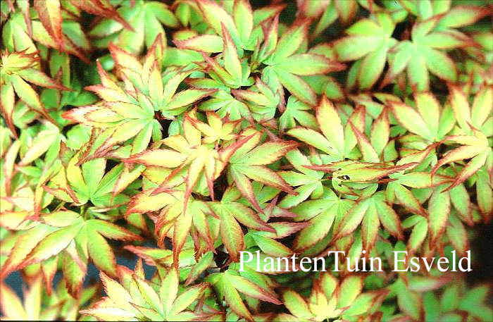 Acer palmatum 'Komachi-hime'
