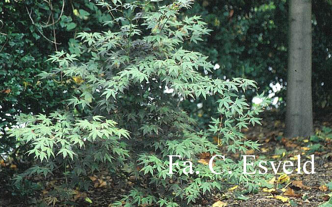 Acer palmatum 'Koriba'
