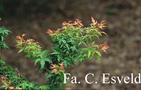 Acer palmatum 'Koto-hime'