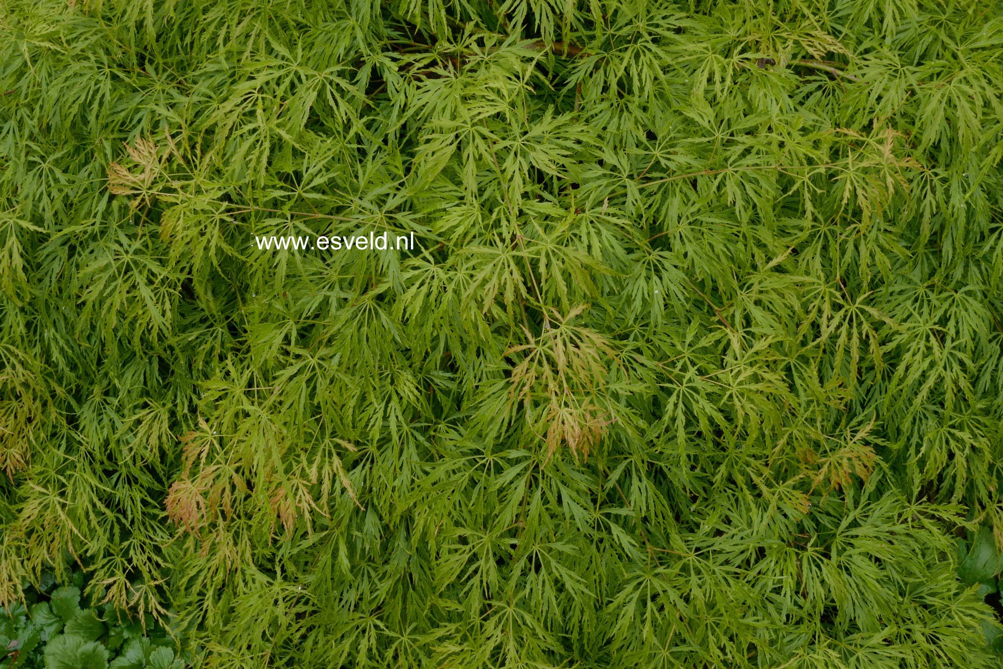 Acer palmatum 'Koyo-ao-shidare'
