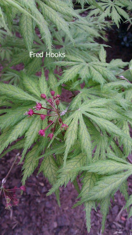 Acer palmatum 'Koyuki'