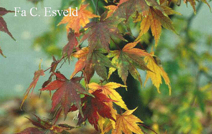 Acer palmatum 'Kurabu-yama'