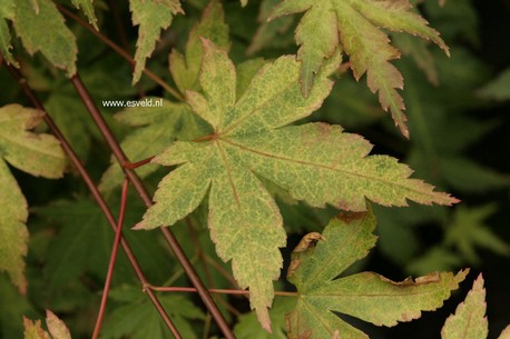 Acer palmatum 'Kurenai'