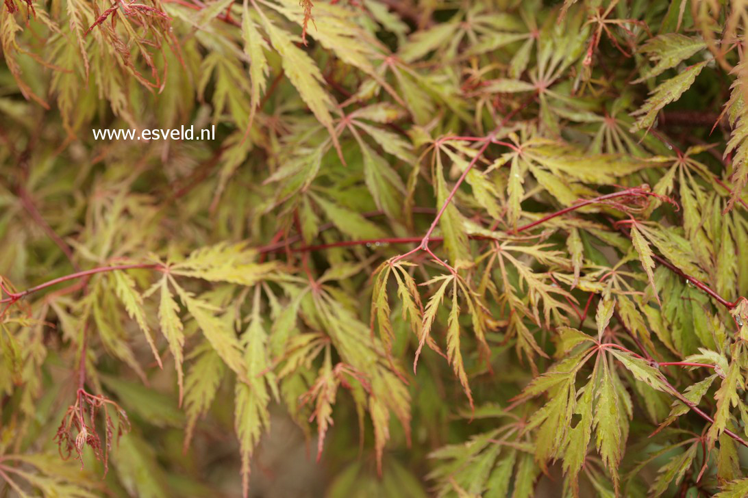 Acer palmatum 'Kyogu-shidare'