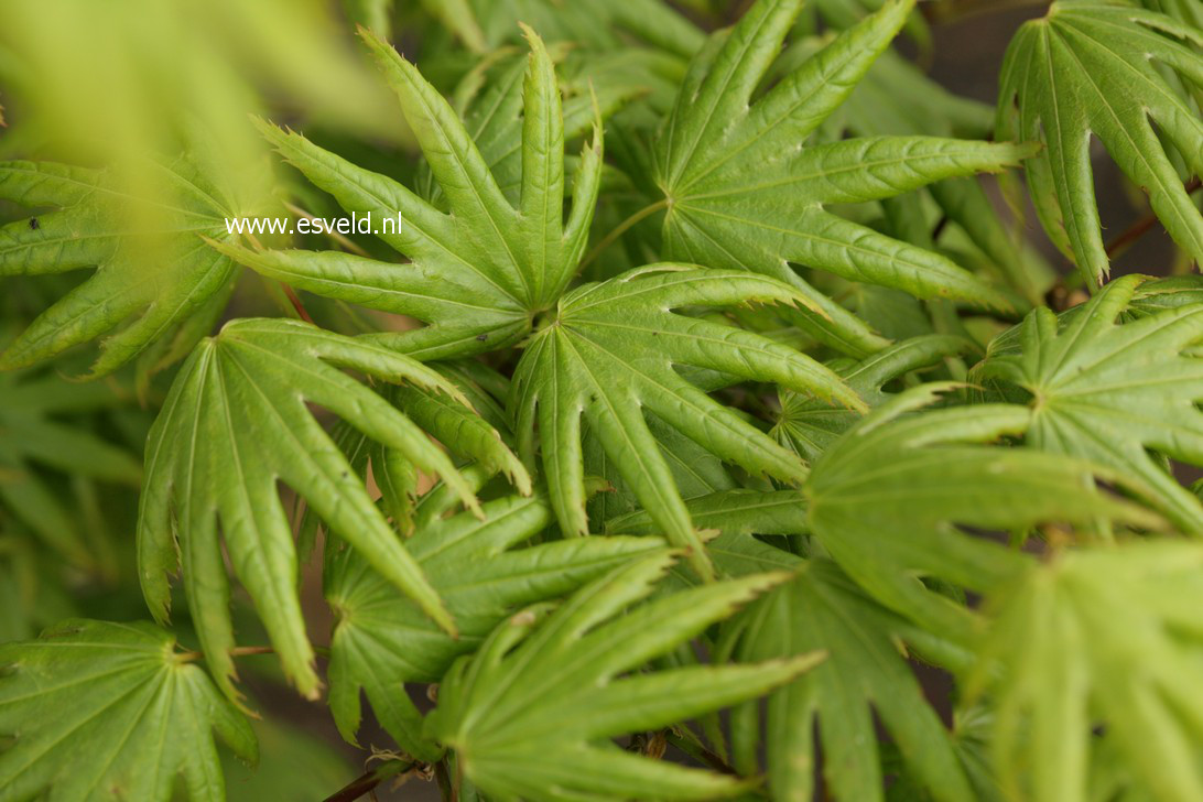 Acer palmatum 'Little Green Star'