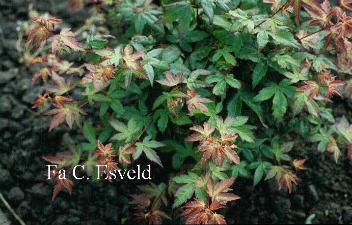 Acer palmatum 'Little Princess'