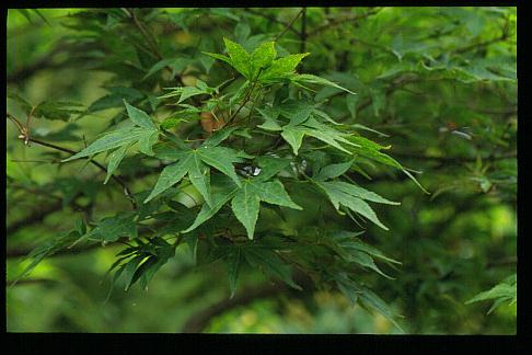 Acer palmatum 'Lutescens'
