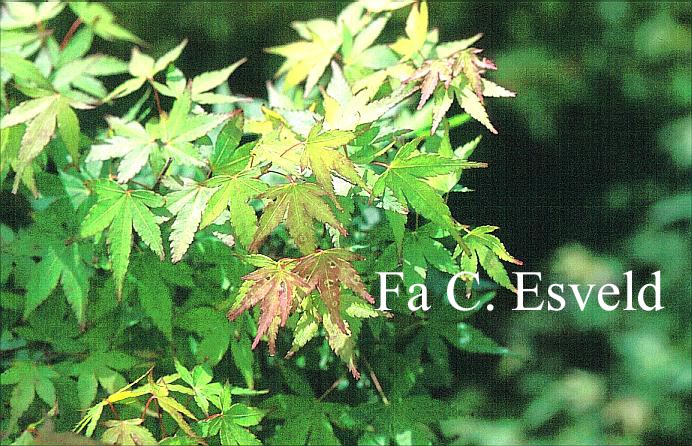 Acer palmatum 'Lydia'