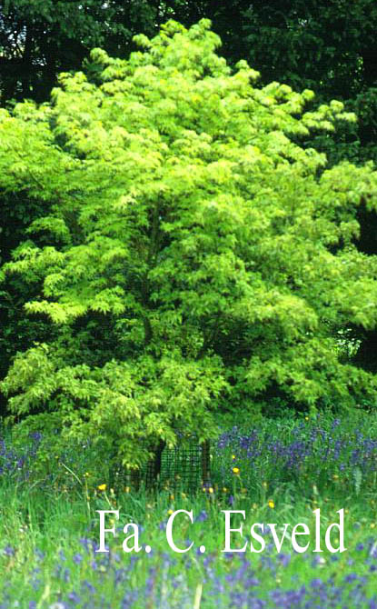 Acer palmatum 'Maiko'