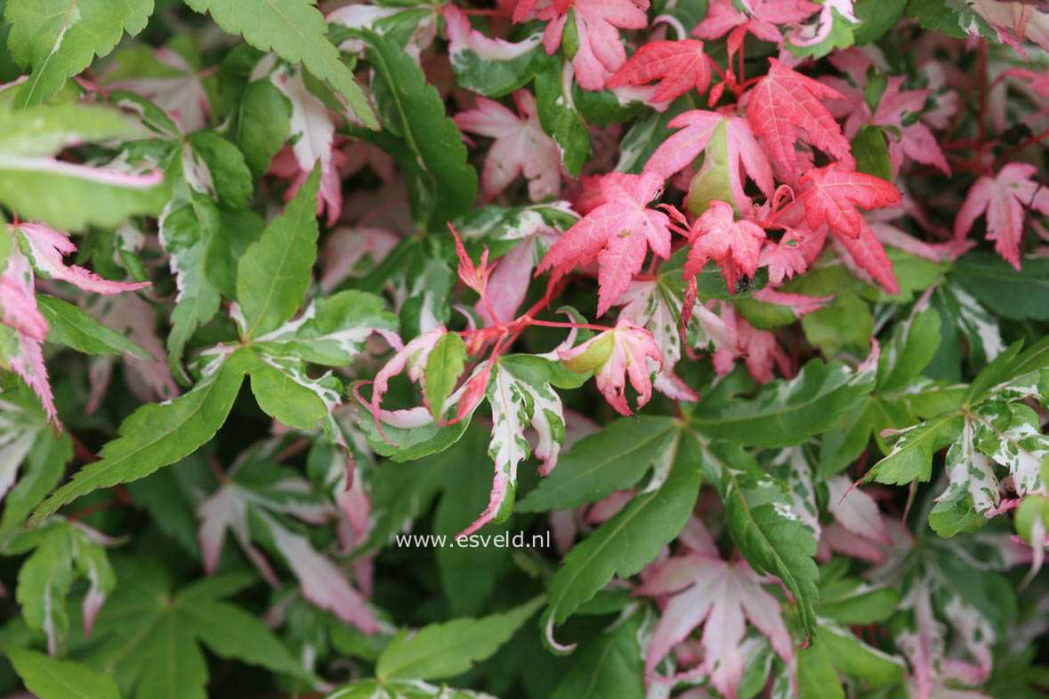 Acer palmatum 'Mardi Gras'