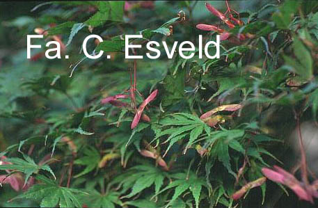 Acer palmatum 'Masu-kagami'