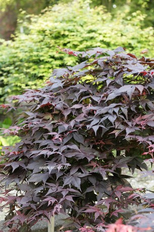 Acer palmatum 'Matsu-kubo'