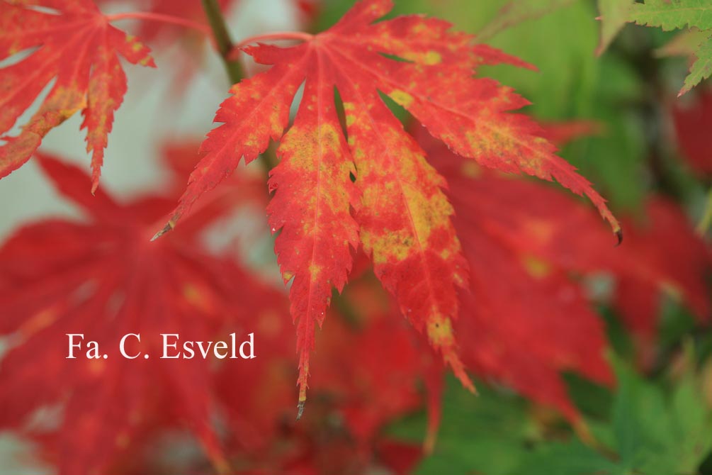 Acer palmatum 'Matsuo'