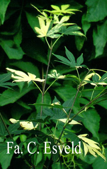 Acer palmatum 'Meihoh-nishiki'