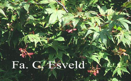Acer palmatum 'Mon zukushi'
