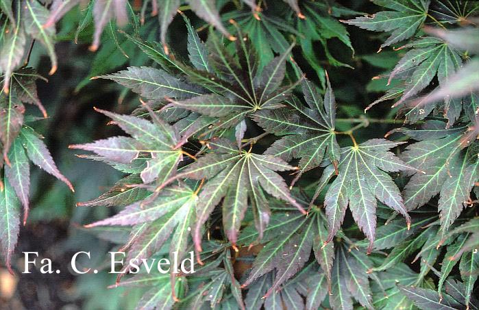 Acer palmatum 'Mono-zigawa'